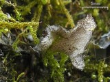 Sticta sylvatica image