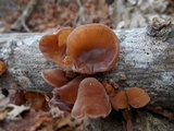 Auricularia angiospermarum image