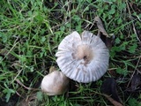 Inocybe ionocephala image