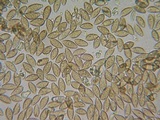 Hebeloma cavipes image