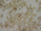 Hebeloma cavipes image