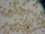 Hebeloma cavipes image