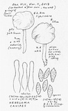 Hebeloma cavipes image