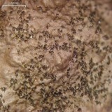 Sticta sylvatica image