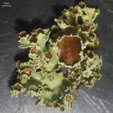 Vulpicida viridis image