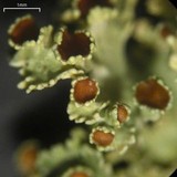 Vulpicida viridis image
