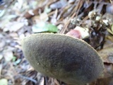 Xerocomellus atropurpureus image