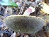 Xerocomellus atropurpureus image
