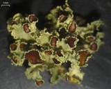 Vulpicida viridis image