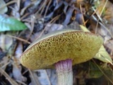 Xerocomellus atropurpureus image