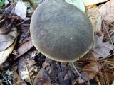 Xerocomellus atropurpureus image