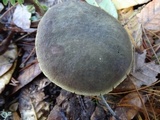 Xerocomellus atropurpureus image