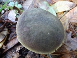 Xerocomellus atropurpureus image