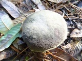 Xerocomellus atropurpureus image