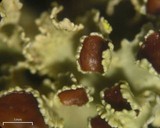 Vulpicida viridis image