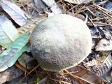 Xerocomellus atropurpureus image