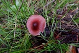 Mycena purpureofusca image