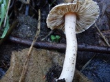 Inocybe albodisca image