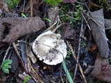 Inocybe albodisca image