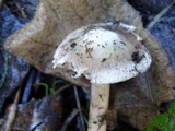 Inocybe albodisca image