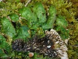 Peltigera leucophlebia image