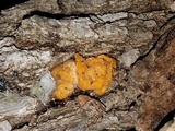 Naematelia aurantia image