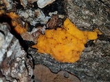 Naematelia aurantia image