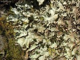 Peltigera leucophlebia image