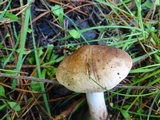 Tricholoma imbricatum image
