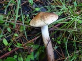 Tricholoma imbricatum image