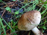 Tricholoma imbricatum image