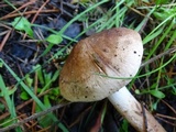 Tricholoma imbricatum image