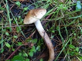 Tricholoma imbricatum image