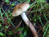 Tricholoma imbricatum image