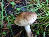 Tricholoma imbricatum image