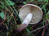 Tricholoma imbricatum image