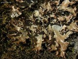 Peltigera polydactylon image