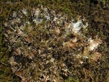 Peltigera polydactylon image