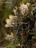 Peltigera polydactylon image