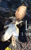 Geastrum quadrifidum image