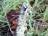 Flavopunctelia flaventior image