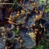 Peltigera membranacea image