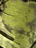 Chrysothrix chlorina image
