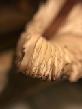 Mycena purpureofusca image