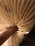 Mycena purpureofusca image