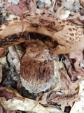 Amanita westii image