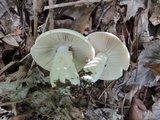Russula inopina image