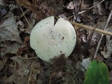 Russula inopina image