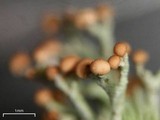 Cladonia furcata image