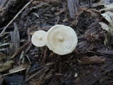 Entoloma alboumbonatum image